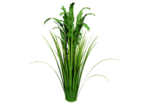 Oryza Sativa Modelo 3D
