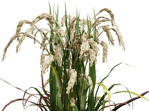 Oryza Sativa Modelo 3D