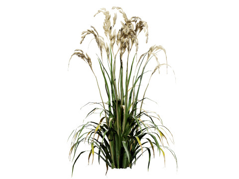 Oryza Sativa Modelo 3D