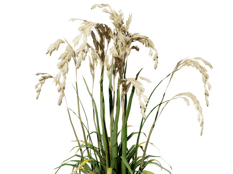 Oryza Sativa Modelo 3D