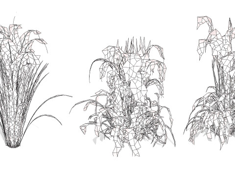 Oryza Sativa Modelo 3D