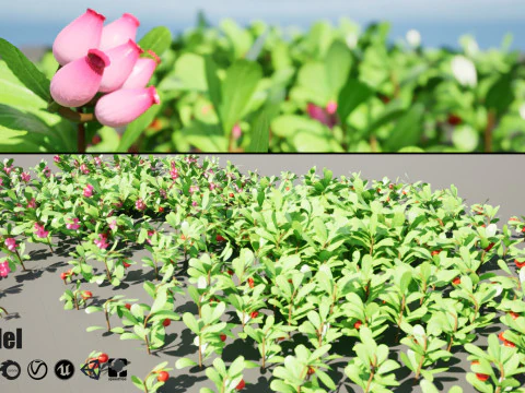 High-Poly Flowering Plants 3D Collection 01 3D Model