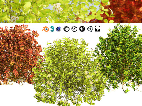 High-Poly Flowering Plants 3D Collection 01 Model 3D