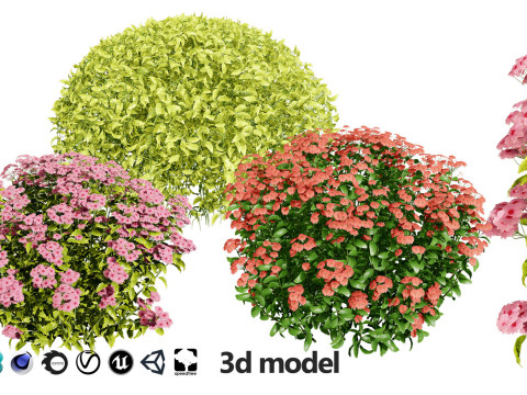 High-Poly Flowering Plants 3D Collection 01 Model 3D