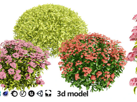 High-Poly Flowering Plants 3D Collection 01 3D Model