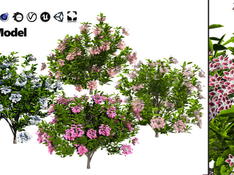 High-Poly Flowering Plants 3D Collection 01 Model 3D