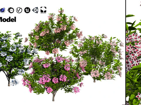 High-Poly Flowering Plants 3D Collection 01 3D Model