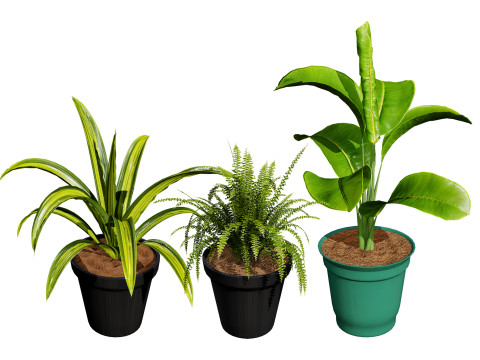 Indoor Potted Plants 3D Модель