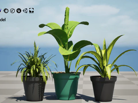 Indoor Potted Plants 3D Model