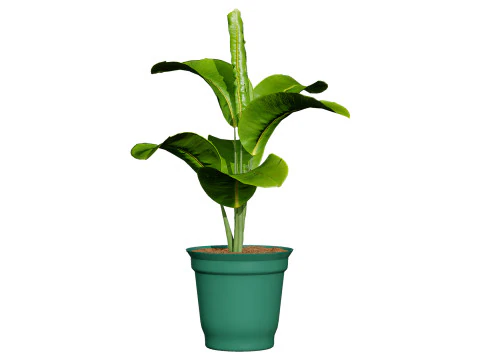 Indoor Potted Plants 3D Model