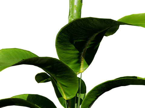 Indoor Potted Plants 3Dモデル