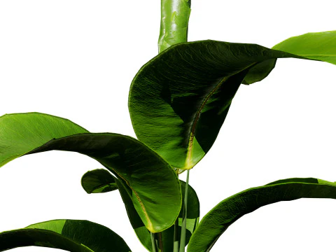Indoor Potted Plants 3D Model