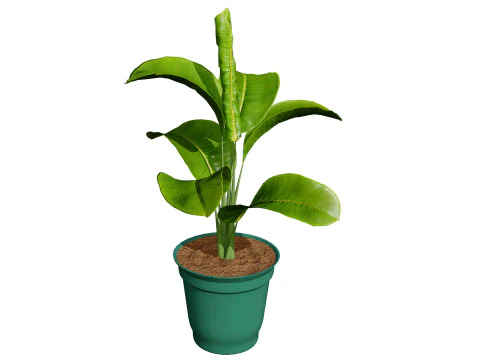 Indoor Potted Plants 3D Model