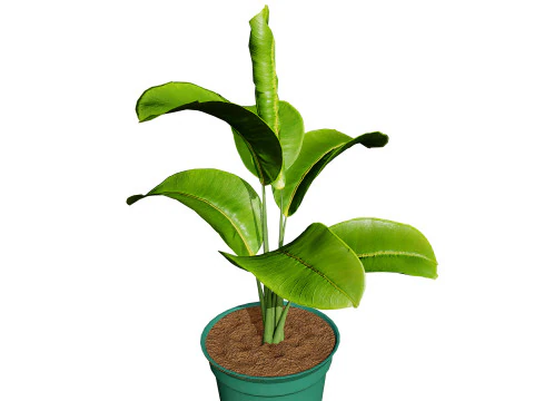 Indoor Potted Plants 3D Model