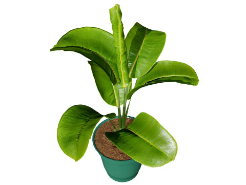 Indoor Potted Plants 3D Model