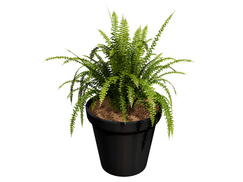 Indoor Potted Plants 3Dモデル