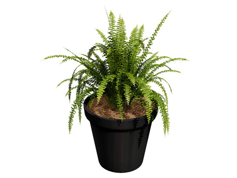 Indoor Potted Plants 3D Model