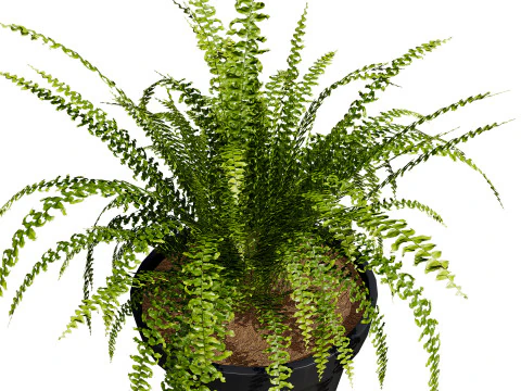 Indoor Potted Plants 3D Model