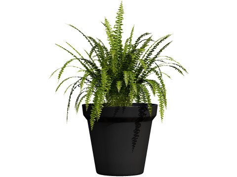 Indoor Potted Plants 3Dモデル