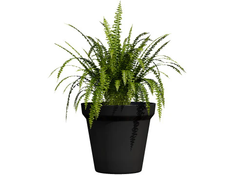 Indoor Potted Plants 3D Model