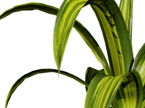 Indoor Potted Plants 3D Model