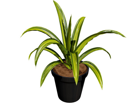 Indoor Potted Plants 3Dモデル