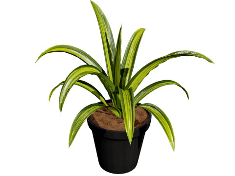 Indoor Potted Plants 3D Model