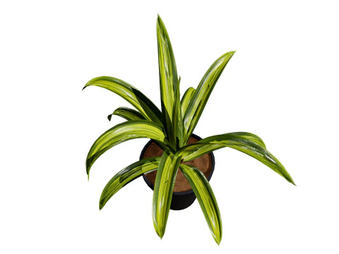 Indoor Potted Plants 3D Model