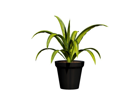 Indoor Potted Plants 3Dモデル