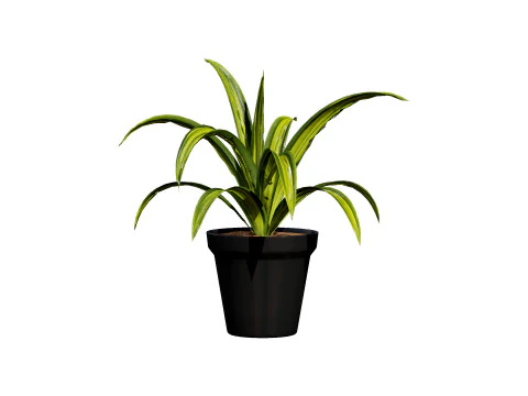 Indoor Potted Plants 3D Model