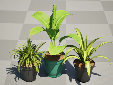 Indoor Potted Plants 3D Model