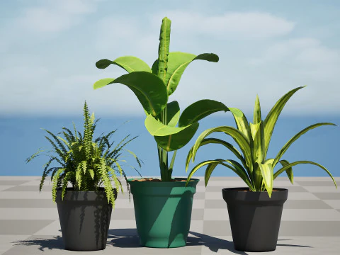 Indoor Potted Plants 3D Model