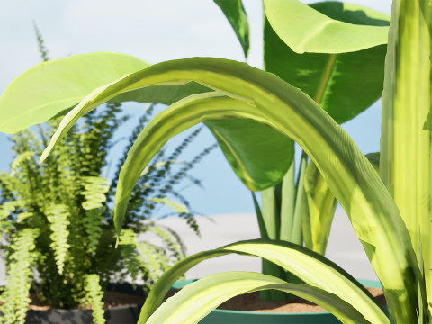 Indoor Potted Plants 3Dモデル