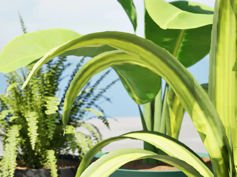 Indoor Potted Plants 3D Model