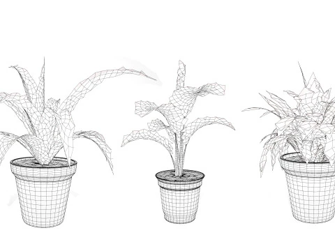 Indoor Potted Plants 3D Model