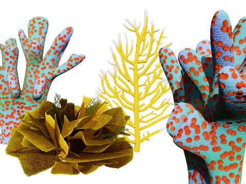 Underwater Coral and Plant Pack - s 3Dモデル