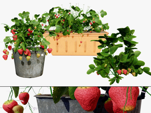 3D Strawberry Plant Collection 3D Модель