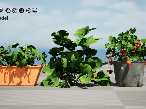 3D Strawberry Plant Collection 3Dモデル