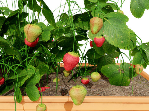 3D Strawberry Plant Collection 3Dモデル