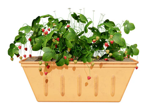3D Strawberry Plant Collection 3D Model