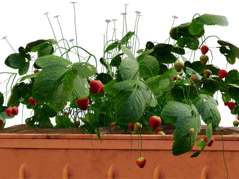 3D Strawberry Plant Collection 3D Model
