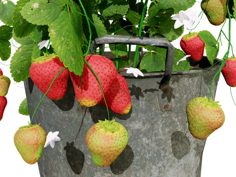 3D Strawberry Plant Collection 3Dモデル