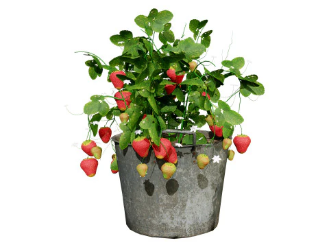 3D Strawberry Plant Collection 3D Model
