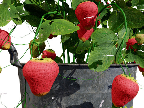 3D Strawberry Plant Collection 3Dモデル