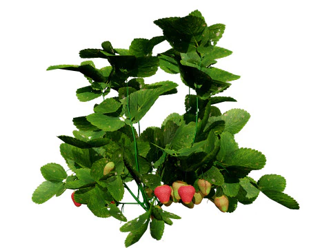 3D Strawberry Plant Collection 3D Model