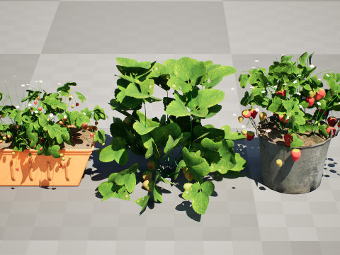 3D Strawberry Plant Collection 3Dモデル