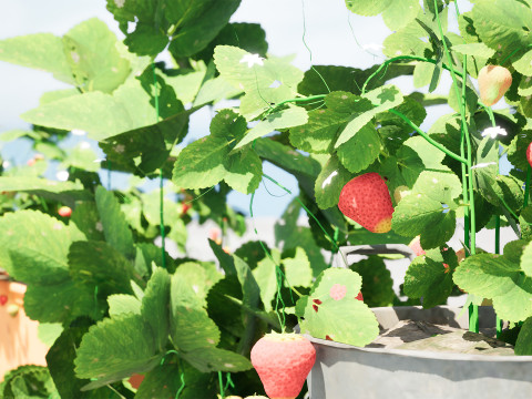 3D Strawberry Plant Collection 3Dモデル