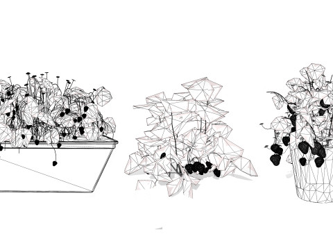 3D Strawberry Plant Collection 3Dモデル
