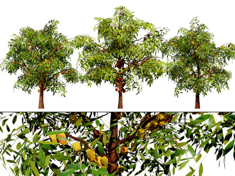 Realistic Cacao Tree 3D 모델