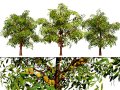 Realistic Cacao Tree 3D-Modell